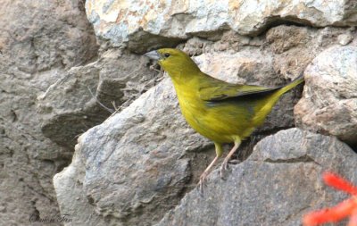 Peru09_628_Greenish-Yellow-Finch.jpg