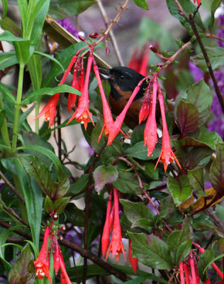 Peru09_634_Black-throated-Flower-piercer.jpg