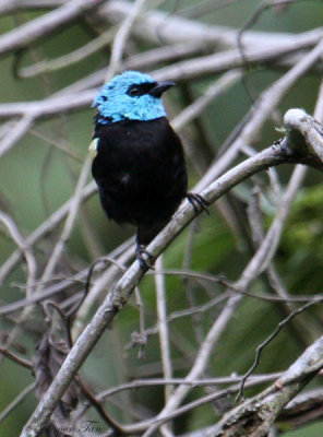 Peru09_682_Blue-necked-Tanager.jpg