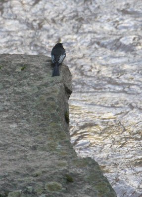 Peru09_720_Black-phoebe.jpg