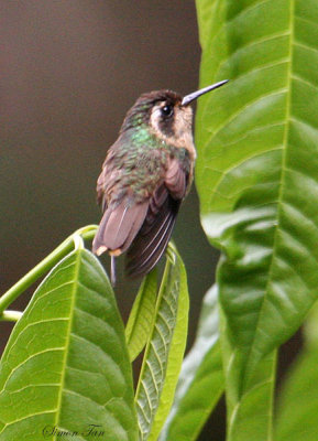 Peru09_734_Speckled-Hummingbird.jpg