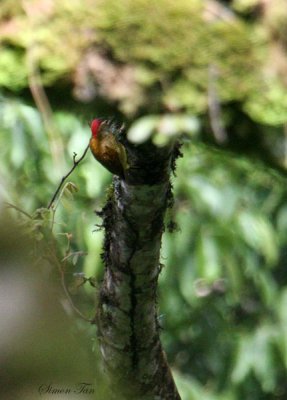 Peru09_744_Golden-olive-Woodpecker.jpg