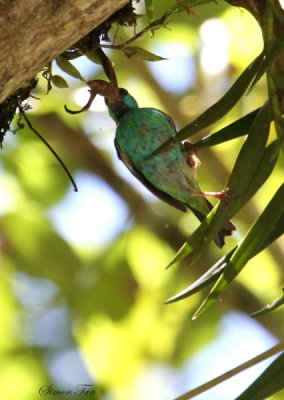 Peru09_776_Blue-Dacnis.jpg