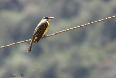 Peru09_782_Golden-crowned-Flycatcher.jpg