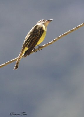 Peru09_784_Golden-crowned-Flycatcher.jpg