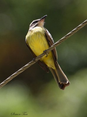 Peru09_786_Golden-crowned-Flycatcher.jpg