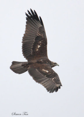 Peru09_812_Black-chested-Buzzard-Eagle.jpg