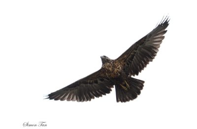 Peru09_818_Black-chested-Buzzard-Eagle.jpg