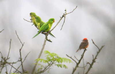 Peru09_822_Mountain-Parakeet-Vermilion-Flycatcher.jpg