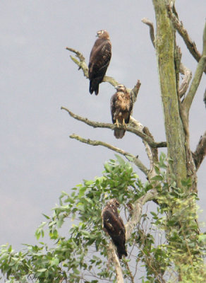 Peru09_828_Black-chested-Buzzard-Eagles.jpg