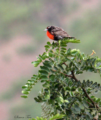 Peru09_832_Peruvian-Meadowlark.jpg