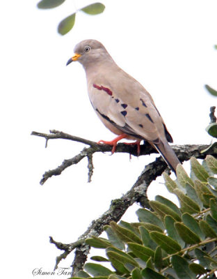 Peru09_834_Croaking-Ground-Dove.jpg