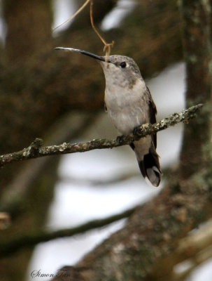Peru09_842_Oasis-Hummingbird.jpg