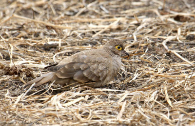 Peru09_844_Bare-faced-Ground-Dove.jpg