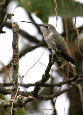Peru09_846_Oasis-Hummingbird.jpg