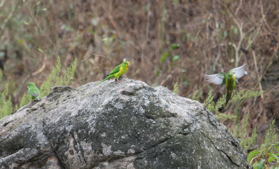 Peru09_852_Mountain-Parakeet.jpg