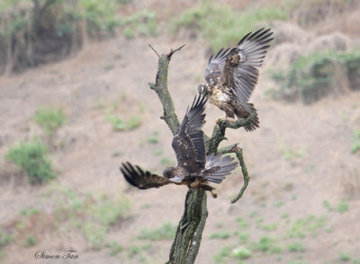Peru09_856_Black-chested-Buzzard-Eagle.jpg
