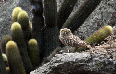 Peru09_892_Burrowing-Owl.jpg