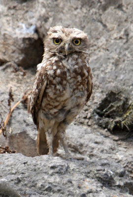 Peru09_894_Burrowing-Owl.jpg