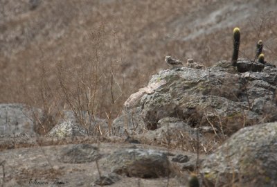 Birding Peru 2009