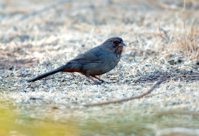 103-Pipilo-41-California-Towhee.jpg