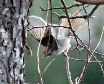 109-Aimophila-11-Rufous-crowned-Sparrow.jpg