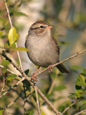 111-Spizella-21-Chipping-Sparrow.jpg