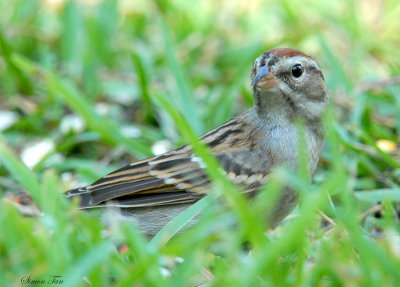 111-Spizella-23-Chipping-Sparrow.jpg