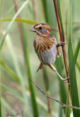 113-Ammodramus-31-Nelsons-Sharp-tailed-Sparrow.jpg