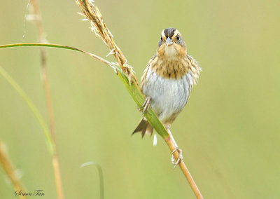 113-Ammodramus-35-Nelsons-Sharp-tailed-Sparrow.jpg