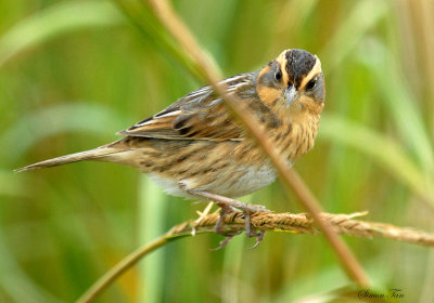 113-Ammodramus-37-Nelsons-Sharp-tailed-Sparrow.jpg