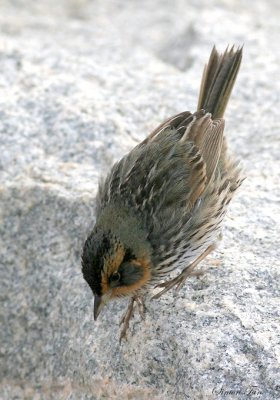 113-Ammodramus-51-Saltmarsh-Sharp-tailed-Sparrow.jpg