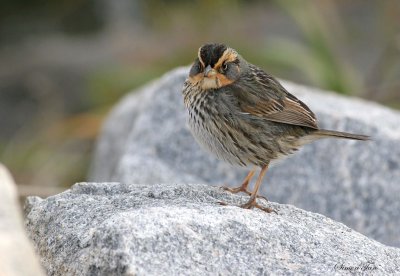113-Ammodramus-53-Saltmarsh-Sharp-tailed-Sparrow.jpg