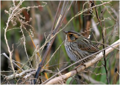 113-Ammodramus-55-Saltmarsh-Sharp-tailed-Sparrow.jpg