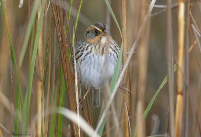 113-Ammodramus-57-Saltmarsh-Sharp-tailed-Sparrow.jpg