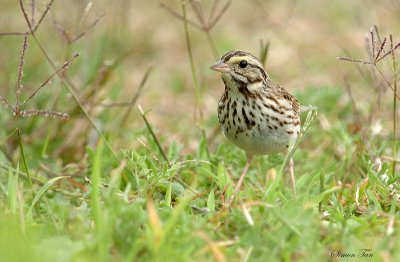 115-Passerculus-17-Savannah-Sparrow.jpg