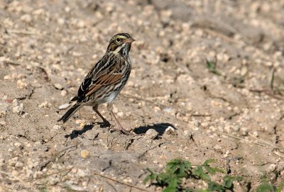 115-Passerculus-25-Savannah-Sparrow.jpg