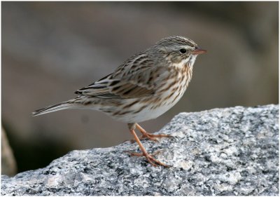 Emberizine Sparrows and Their Allies