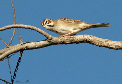 117-Chondestes-15-Lark-Sparrow.jpg