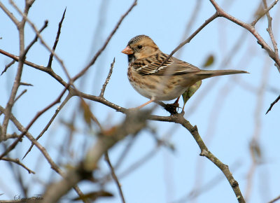 119-Zonotrichia-11-Harris-Sparrow.jpg