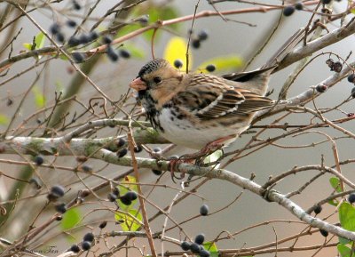 119-Zonotrichia-15-Harris-Sparrow.jpg