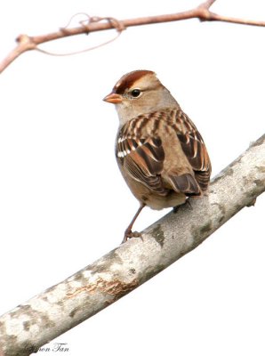 119-Zonotrichia-41-White-crowned-Sparrow.jpg