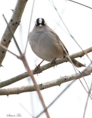 119-Zonotrichia-45-White-crowned-Sparrow.jpg