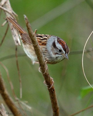 131-Melospiza-53-Swamp-Sparrow.jpg