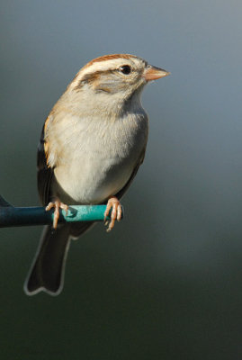 111-Spizella-24-Chipping-Sparrow.jpg