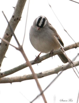 119-Zonotrichia-44-White-crowned-Sparrow.jpg