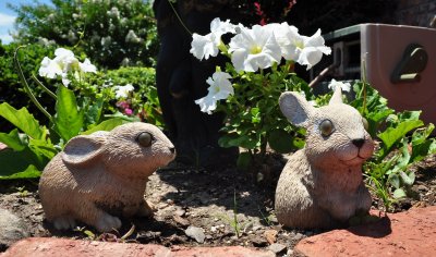 DSC_0059a-zombie bunnies.jpg