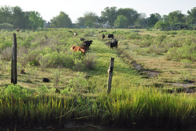 Cattle off the causeway, James Island