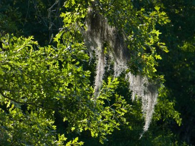 Spanish moss in back-lit oak