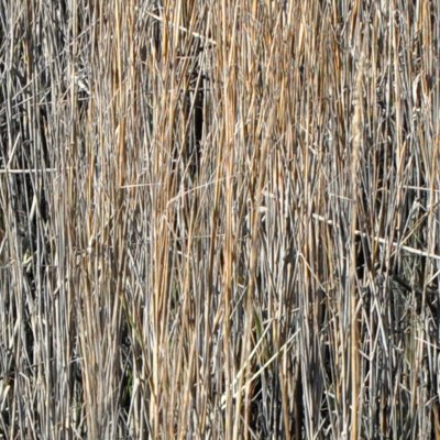 marsh grass colors